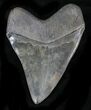 Sharp Fossil Megalodon Tooth - Huge Tooth #23686-3